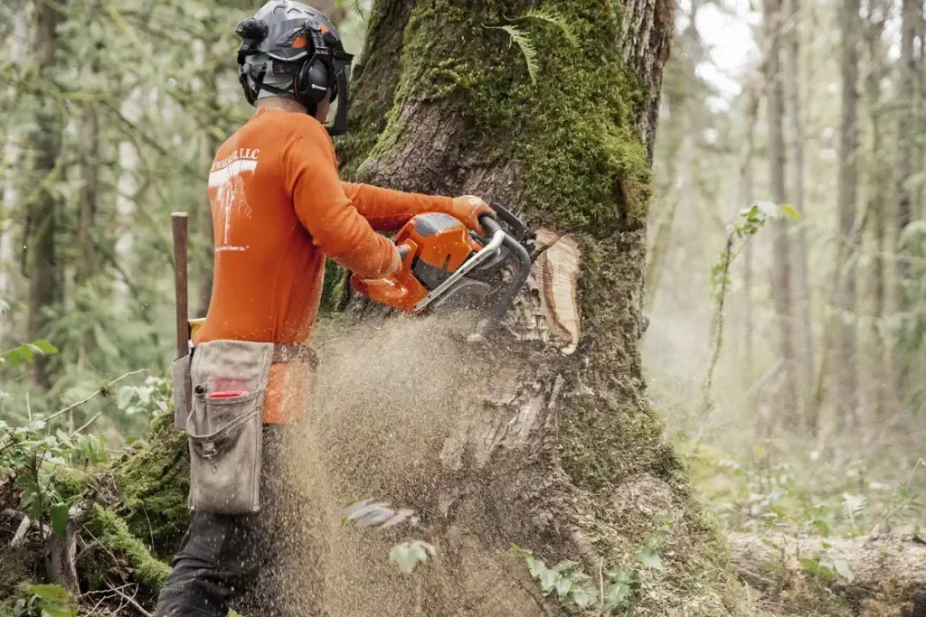 zaštitna kaciga - zaštita na radu u šumarstvu